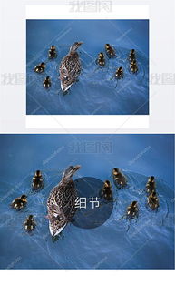 關于母鴨和小鴨的詩句