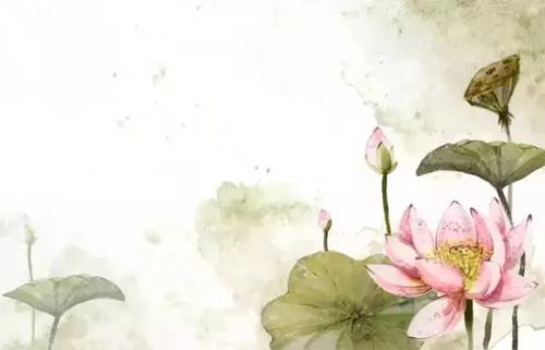 關(guān)于荷花有關(guān)的詩句古詩大全