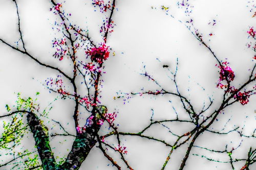 寫梅的兩個古詩句及其含義