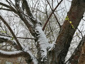 關(guān)于春樹的詩(shī)句