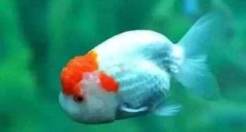 關(guān)于魚在水里游的詩句