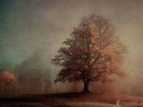 關(guān)于早晨的樹林的詩句