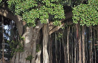 朗誦,詩(shī)句,榕樹