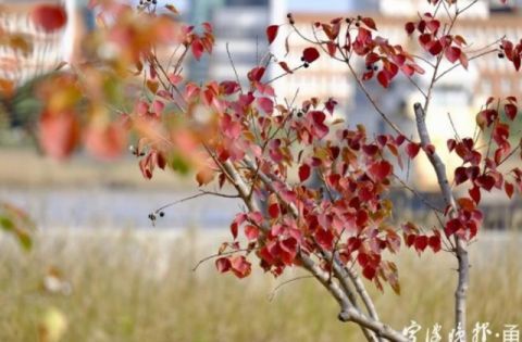 古詩中有服裝顏色的詩句