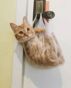 描寫貓可愛的詩(shī)句古詩(shī)