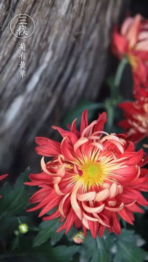 古詩中有菊字的詩句