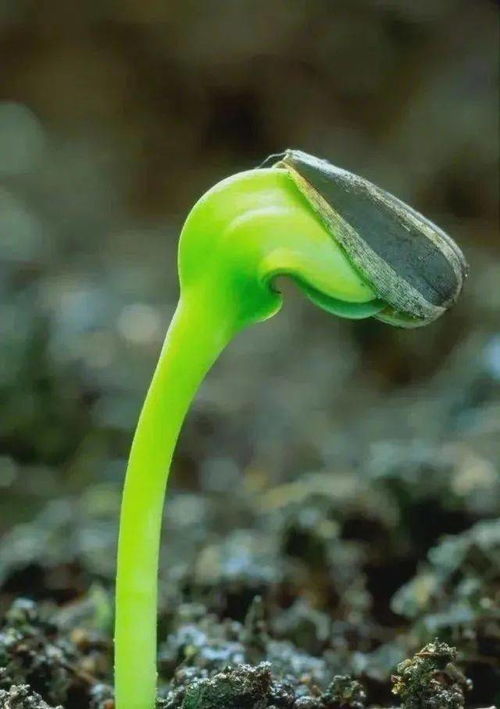 關(guān)于逆境重生的詩句