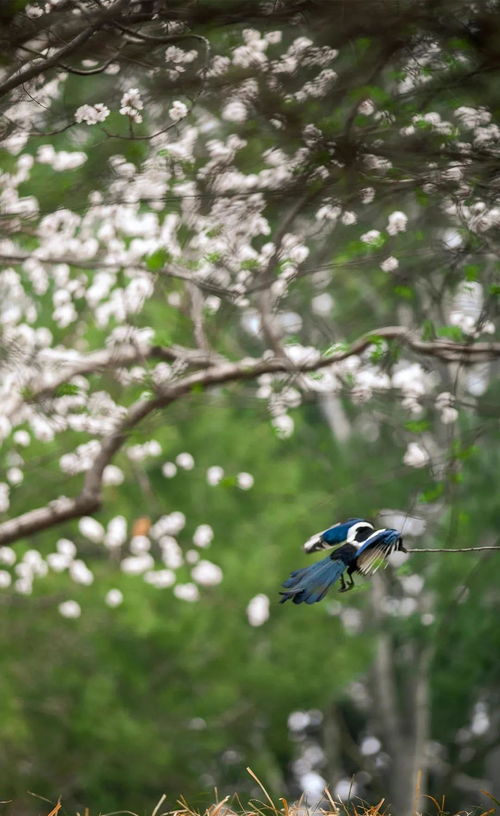 詩(shī)句,春天,孟浩然