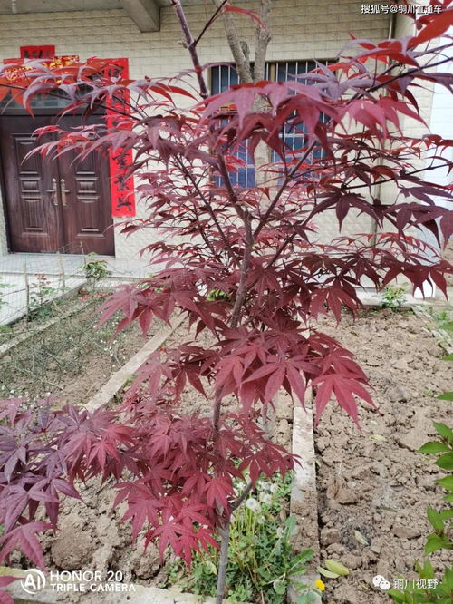 春意盎然,古詩,詩句,描寫