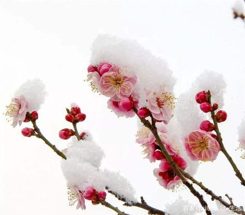 帶有梅花的詩(shī)句古詩(shī)