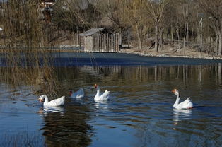 關于初春冰雪消融的詩句