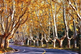 關(guān)于梧桐樹長霜的詩句有什么