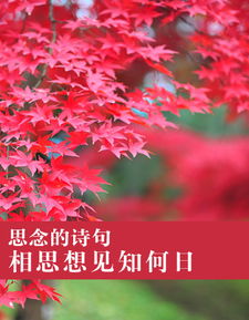 思念情人的詩句古詩6