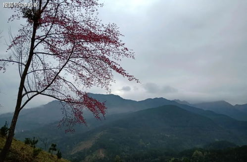 關(guān)于離家又想家的詩句