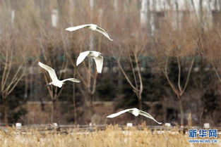 關(guān)于起舞的詩(shī)句