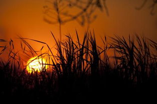 關(guān)于清晨陽光的詩句