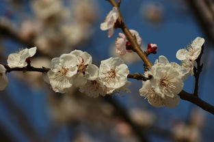 關(guān)于濮陽春天的詩句現(xiàn)代