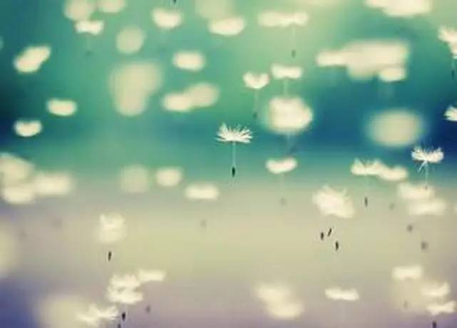 顧城關(guān)于一朵花的詩(shī)句