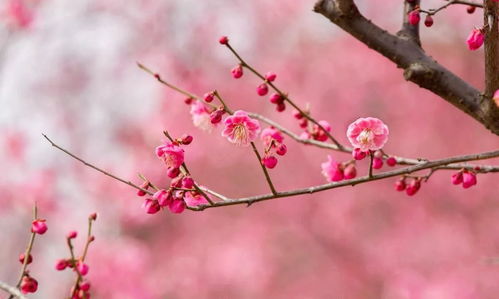 掃樹梅花古詩句