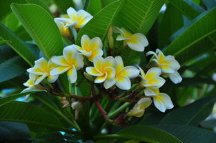 關(guān)于雞蛋花的詩句樹上