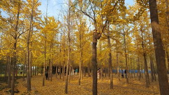 描寫銀杏詩句古詩