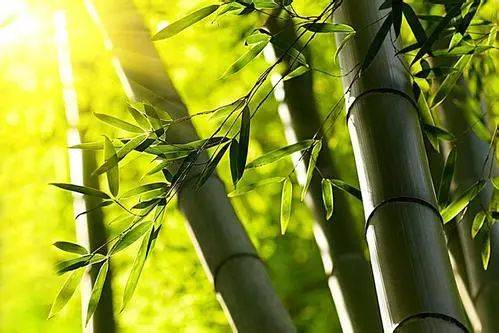 竹子,古詩(shī),詩(shī)句,贊美