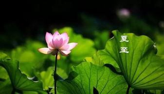 關(guān)于夏至的詩句佳作