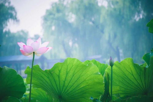 關(guān)于水玉的詩句