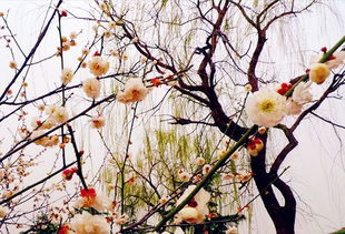 詩句中含有顏色的古詩詞