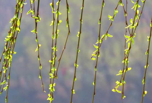 關(guān)于初春柳樹的詩句