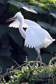 白鷺的古詩詩句有什么