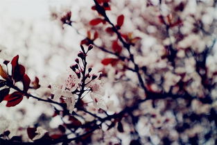 關(guān)于山水桃花的詩句古詩詞