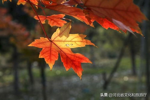 有關(guān)秋天楓葉的詩句古詩,贊美秋天楓葉的詩句古詩,描寫秋天楓葉的詩句古詩三年級