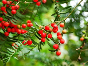 紅豆杉的古詩句