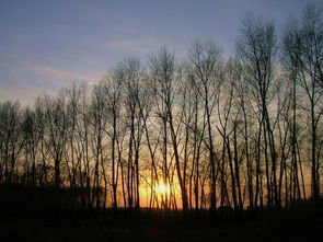 詩(shī)句,奉獻(xiàn),白楊