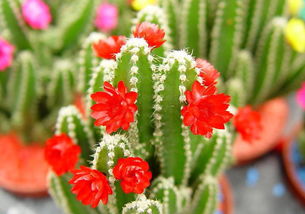 仙人掌,詩句,描寫