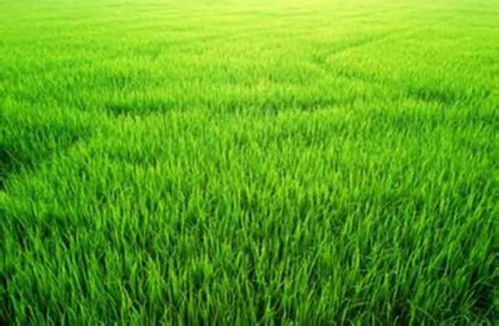 夏天小草的詩句古詩