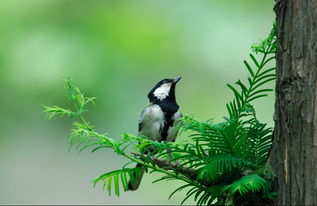 關(guān)于贊鳥的詩句有哪些