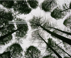 關(guān)于松樹林的詩(shī)句