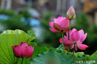 古詩句接天什么無窮碧