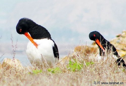 關(guān)于喜鵲和海的詩(shī)句