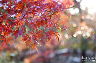 秋楓葉詩句古詩詞