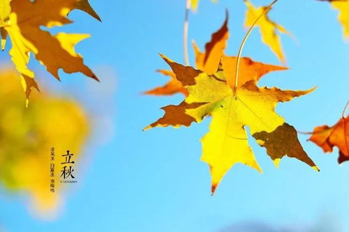 關(guān)于樹葉美的詩句