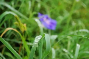 關(guān)于帶著露珠的青草的詩句