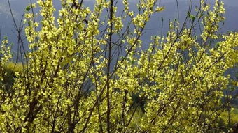 關(guān)于黃花節(jié)的詩(shī)句