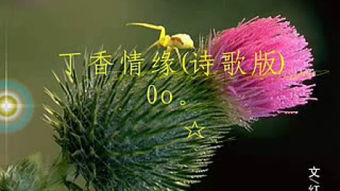 關(guān)于丁香的句子有哪些詩句