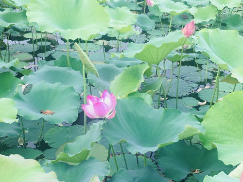 詩(shī)句,共五句