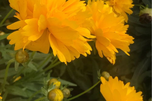 秋天菊花的詩(shī)句古詩(shī)大全