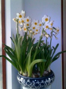 水仙花,古詩詞,詩句,描寫