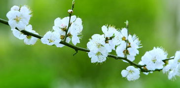 天花,古詩,詩句,于春